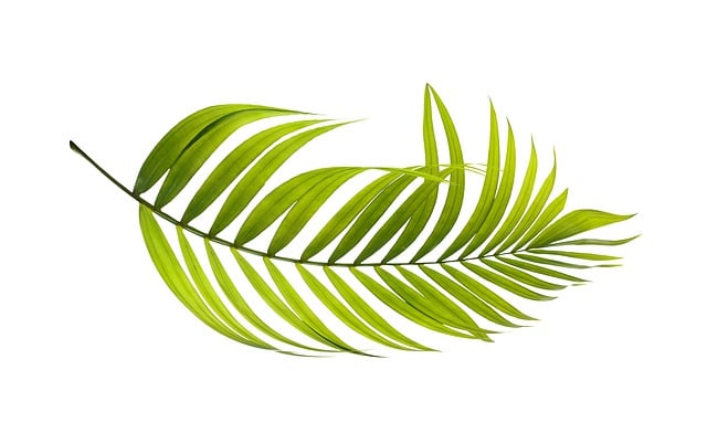 palm leaf
