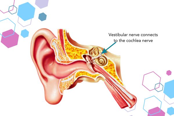 Diagram of an ear with the inner system too. An arrow points to the vestibular nerve and a caption explains that the vestibular nerve connects to the cochlea nerve too. Diagram of an ear with the inner system too. An arrow points to the vestibular nerve and a caption explains that the vestibular nerve connects to the cochlea nerve too.