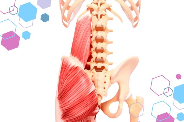 CubCare blog post front cover. An illustrated image of a human skeleton with some muscles. You can see the Quadratus Lumborum (QL) running through the lower back. CubCare blog post front cover. An illustrated image of a human skeleton with some muscles. You can see the Quadratus Lumborum (QL) running through the lower back.
