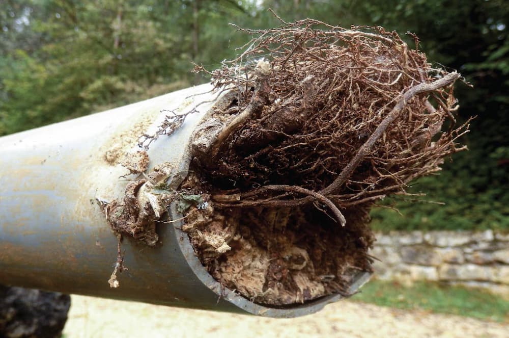 roots in pipe roots in pipe