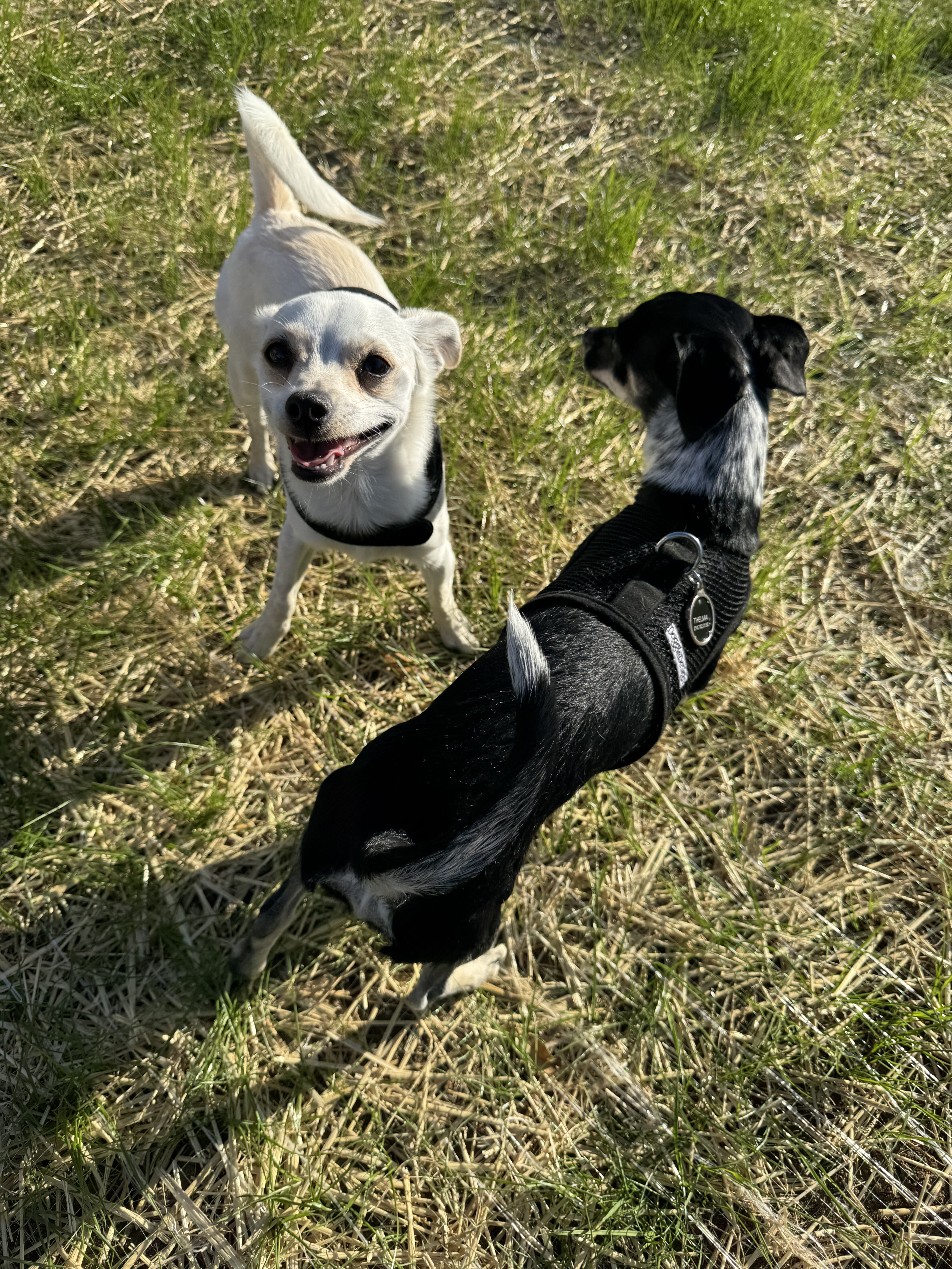 Dogs in Field at RV Park Dogs in Field at RV Park