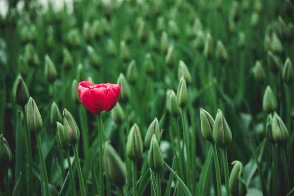 Red flower among greens
