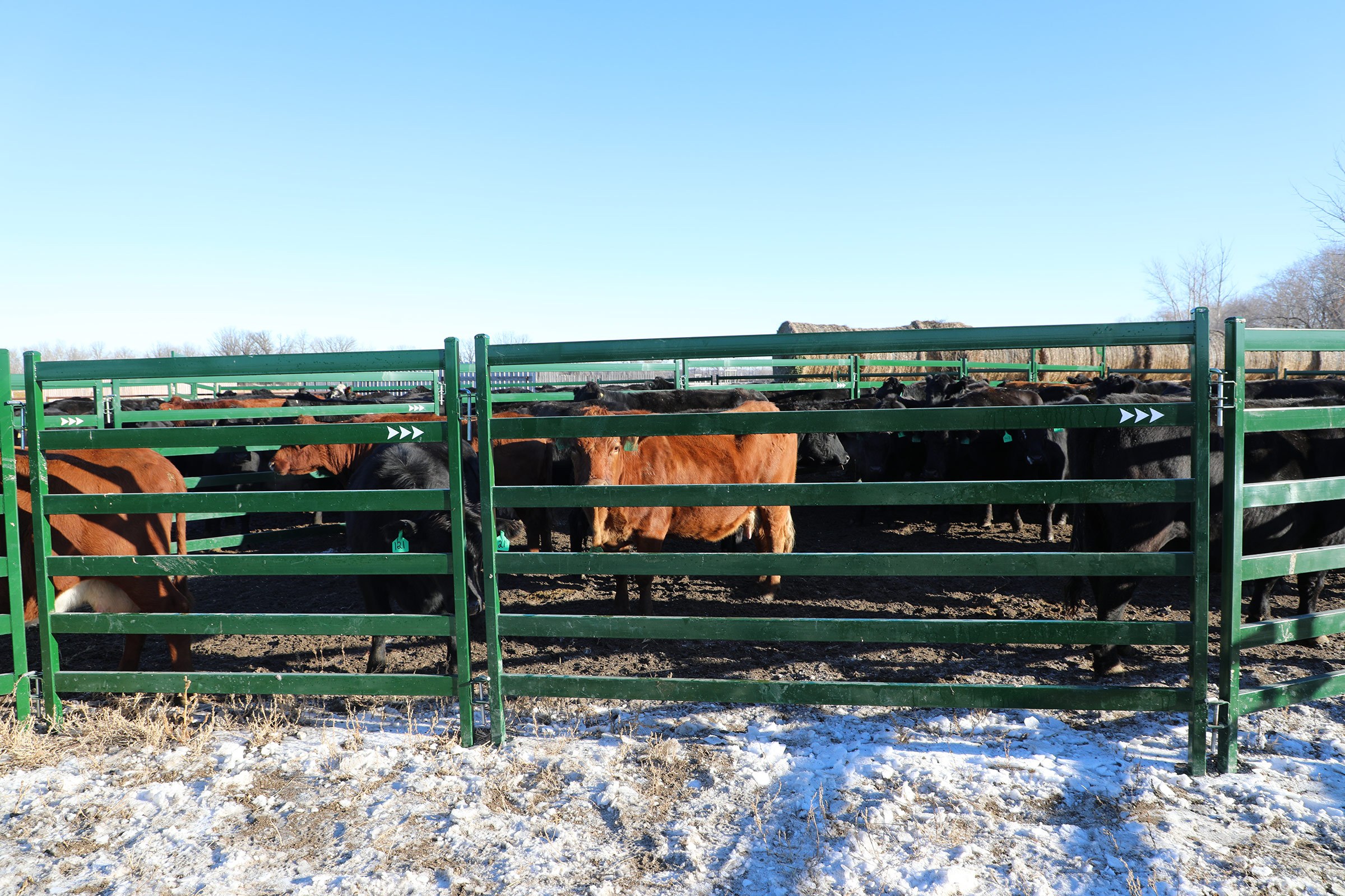 Working Cattle Safely 