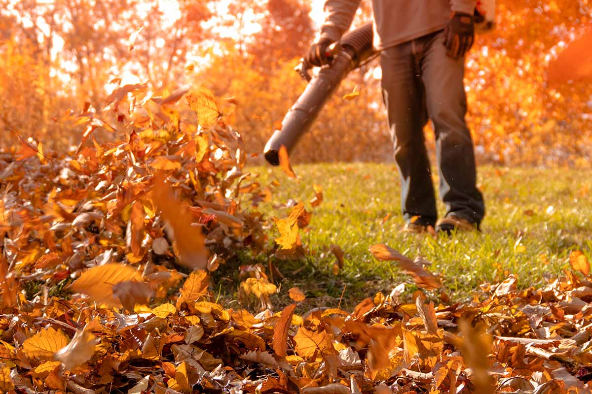 picture of professional leaf removal services and a pro leaf blowing picture of professional leaf removal services and a pro leaf blowing