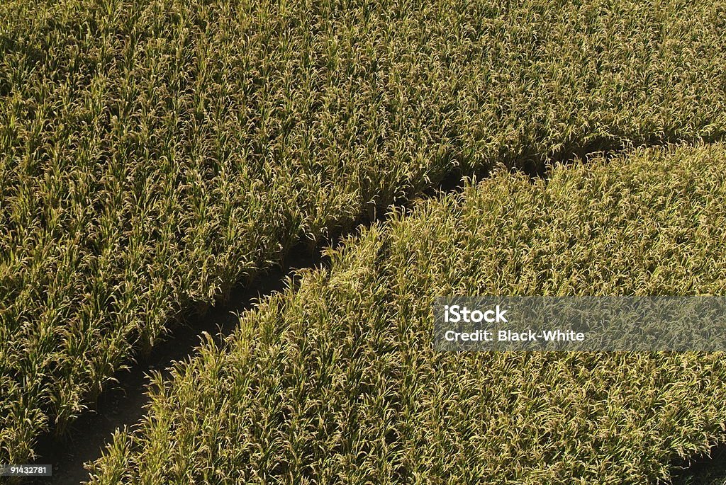 Get Lost In This Lake Murray Corn Maze