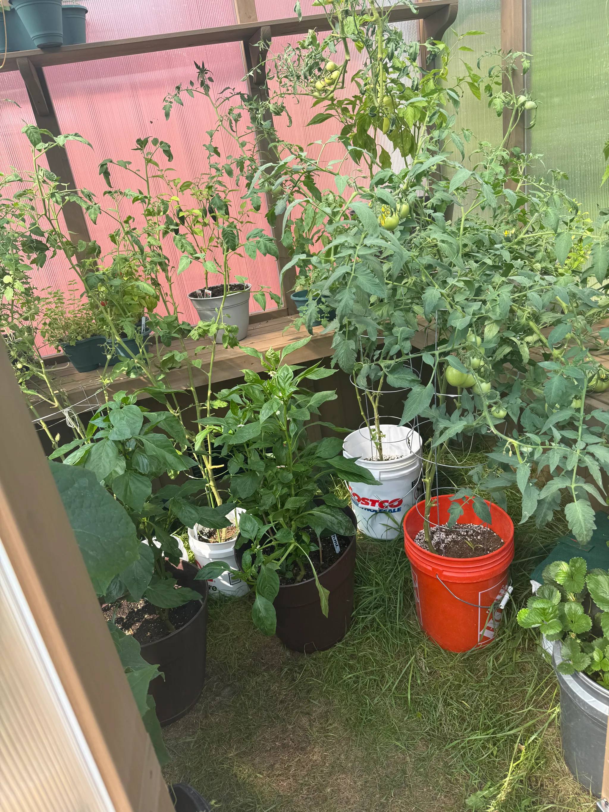 Thriving greenhouse filled with tomatoes, peppers, and herbs, symbolizing consistent growth in business and entrepreneurship.
