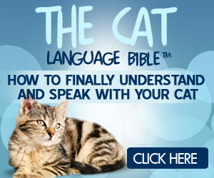 Finally Understand What Your Cat Is Trying To Say