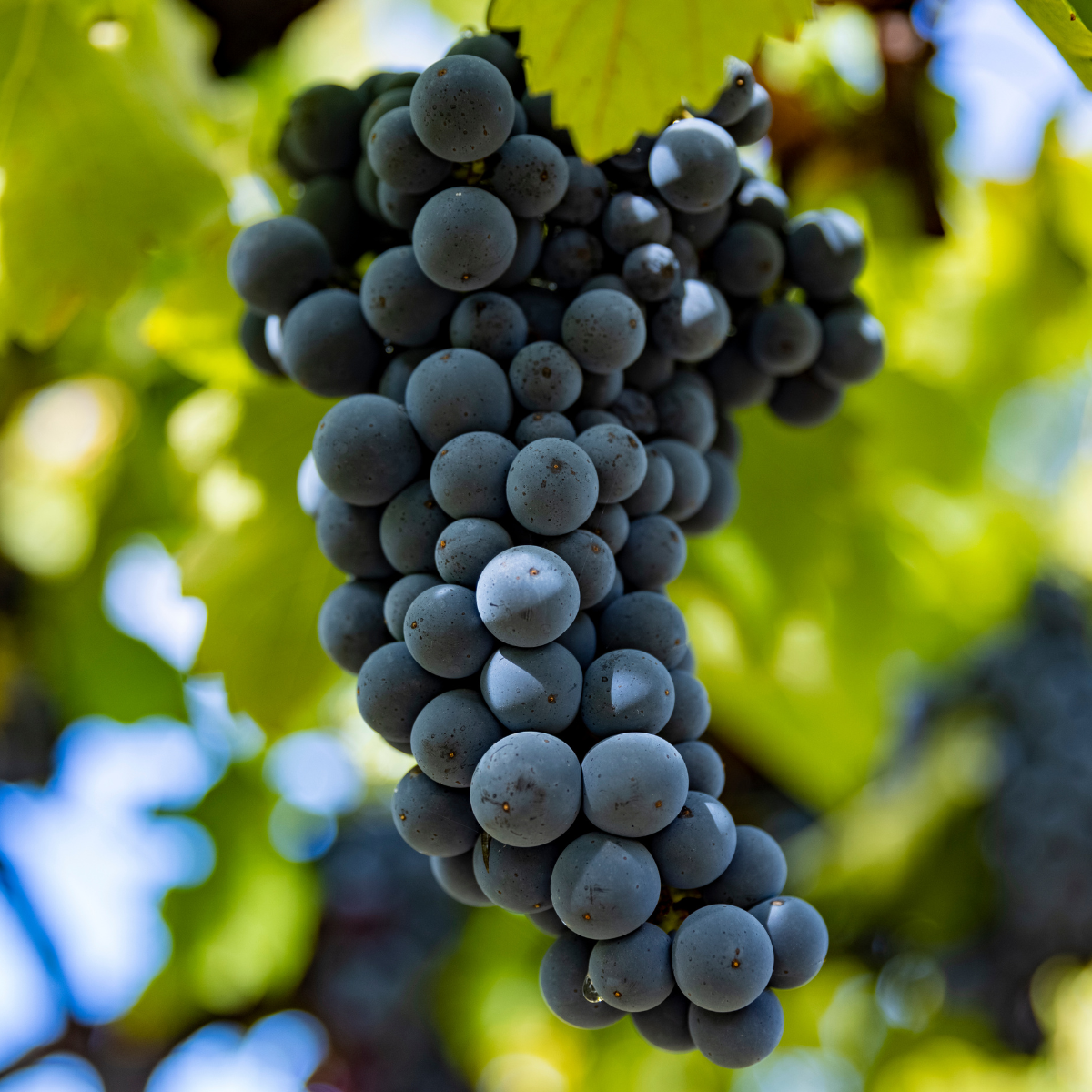 italian wine italian wine