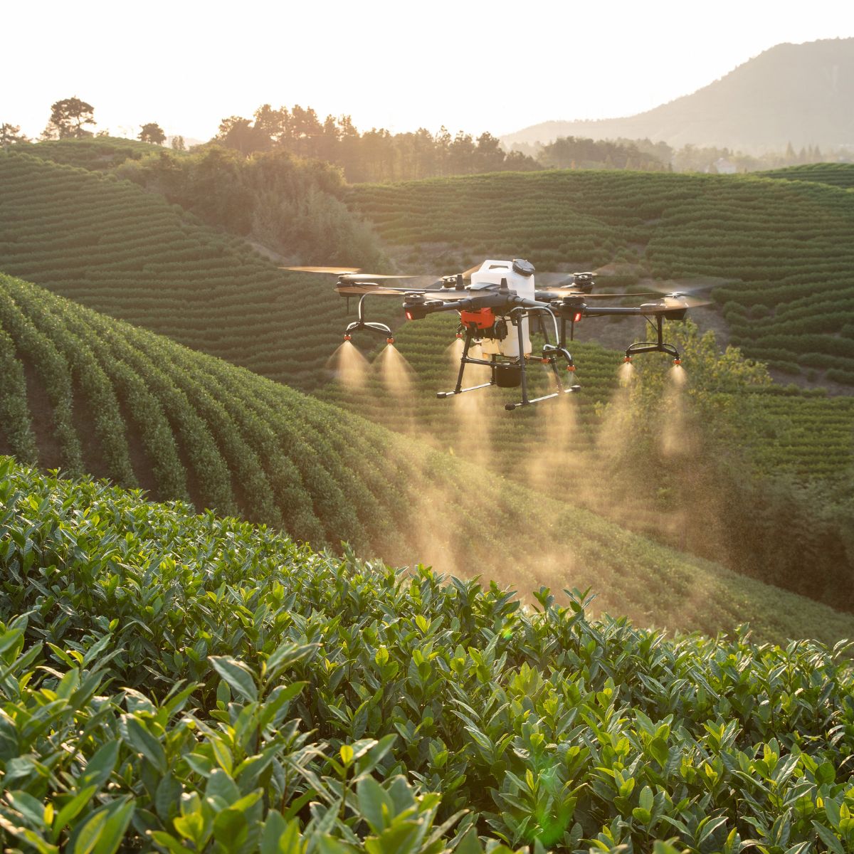vineyard drone spraying Italy vineyard drone spraying Italy