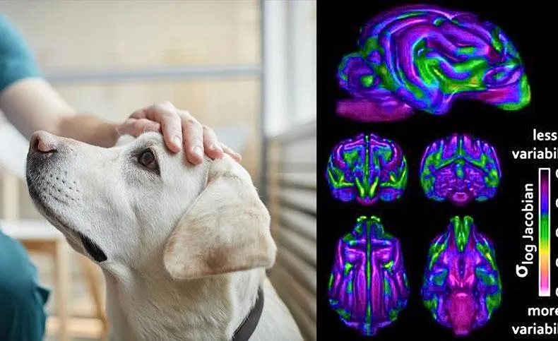 science backed melodies for dogs