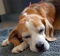 dog acupuncture treatment