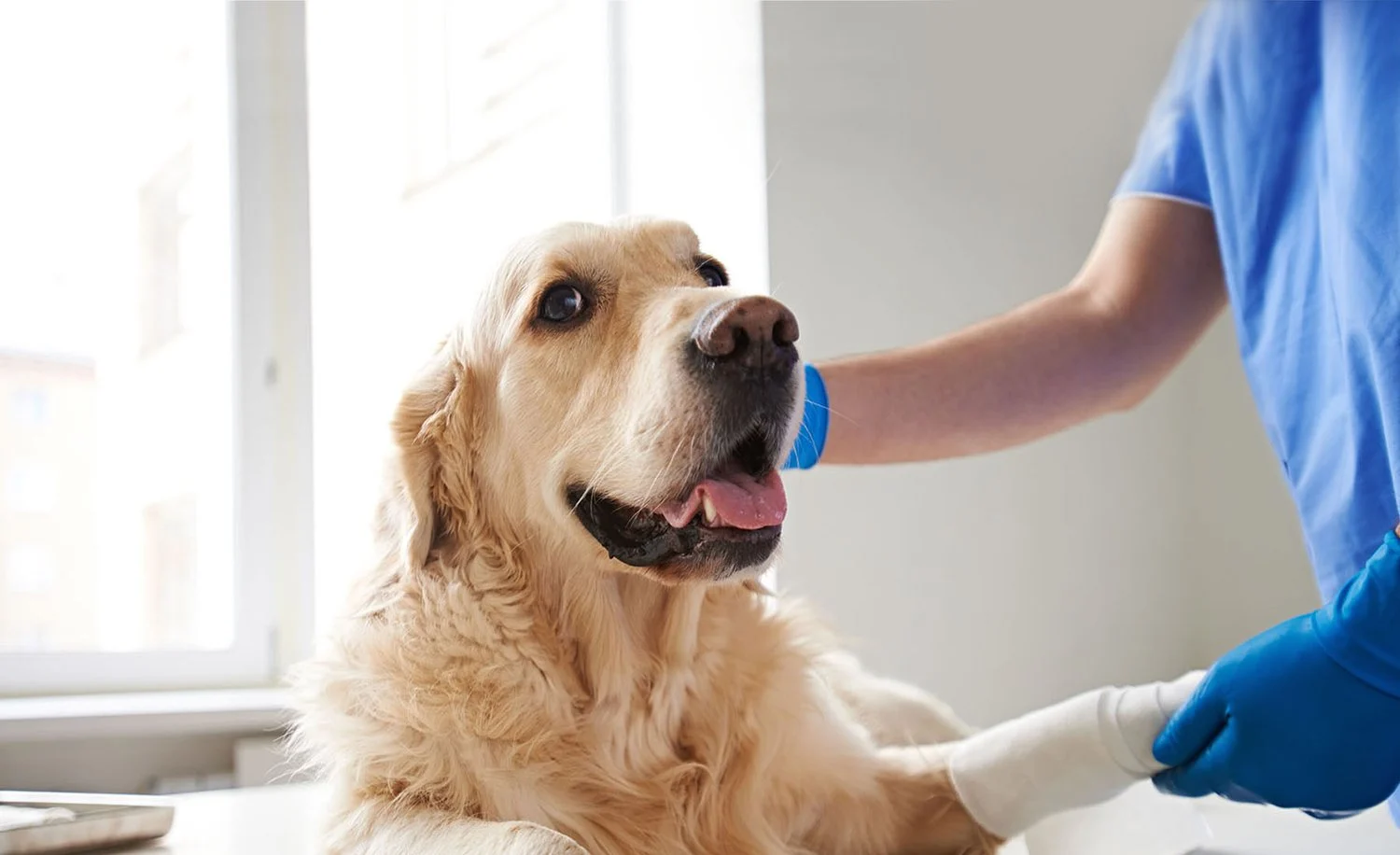 vet care for senior dogs vet care for senior dogs