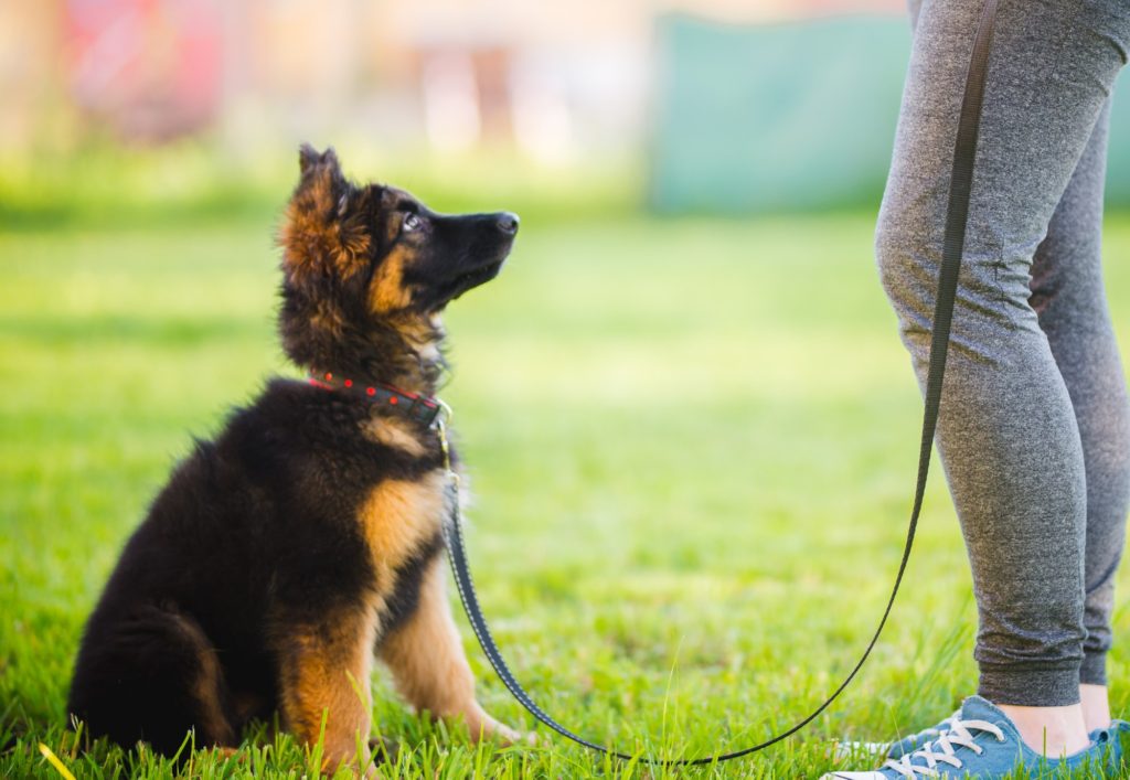 puppy training puppy training