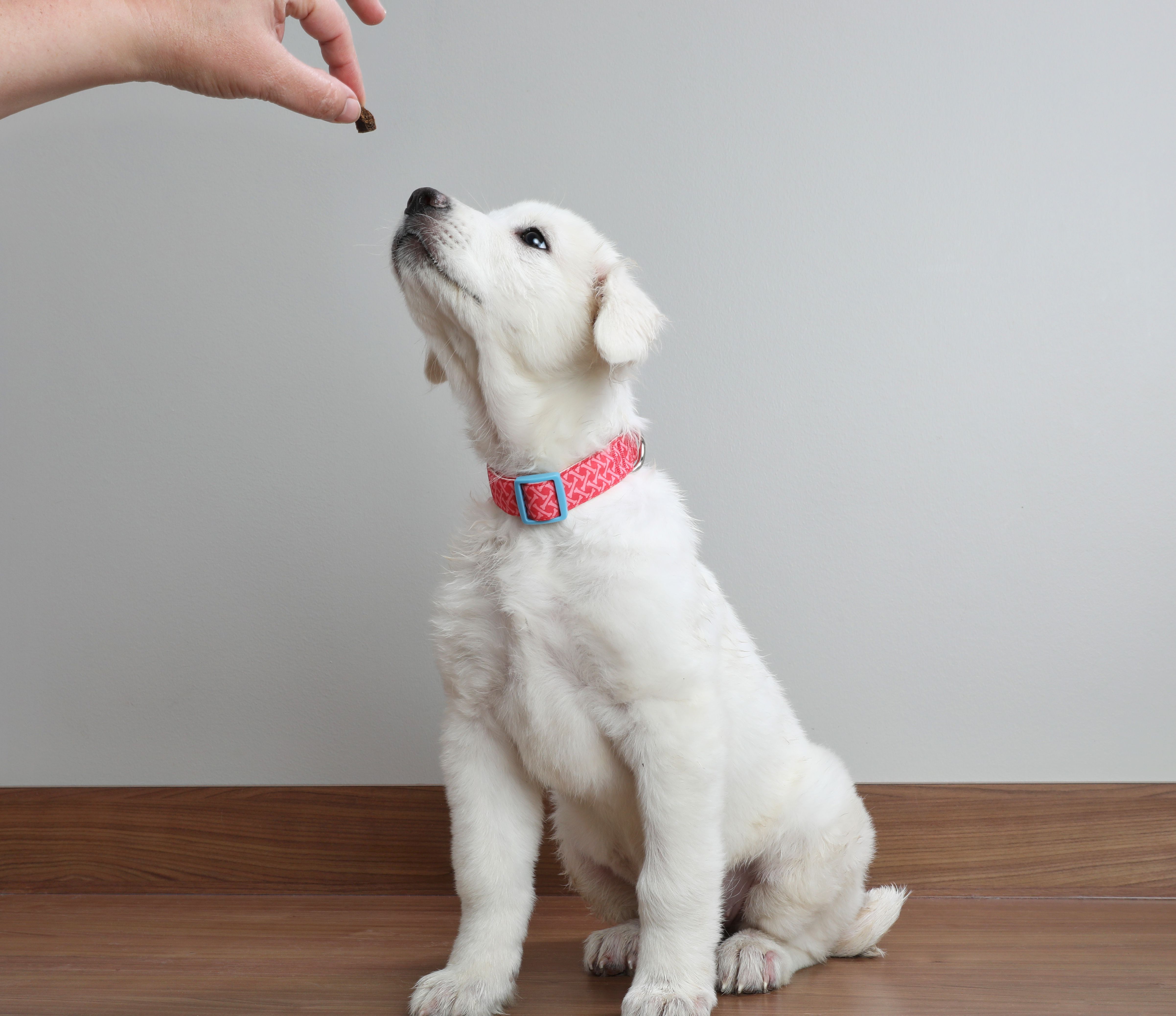 puppy training puppy training