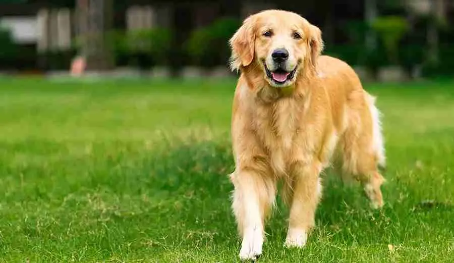 golden retriever dog