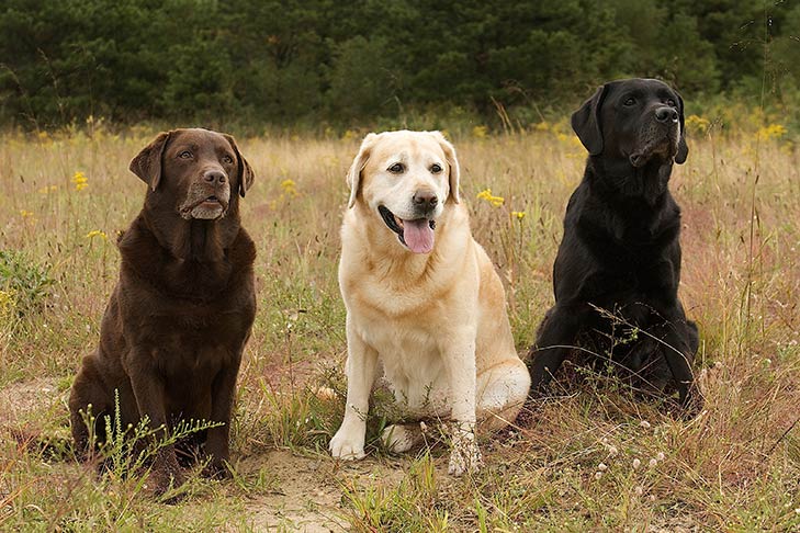 labrador
