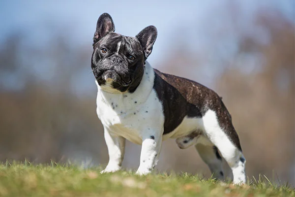 french bulldog