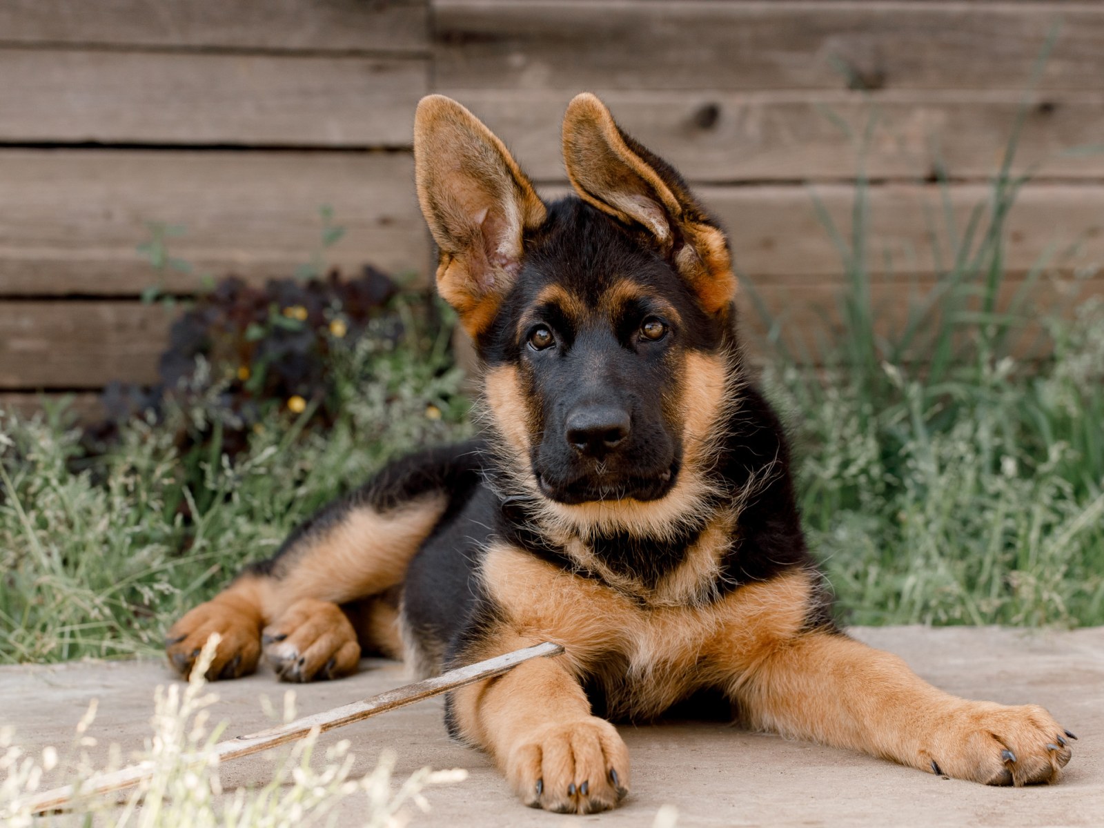 german shepherd