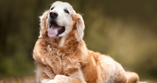 senior dog care senior dog care