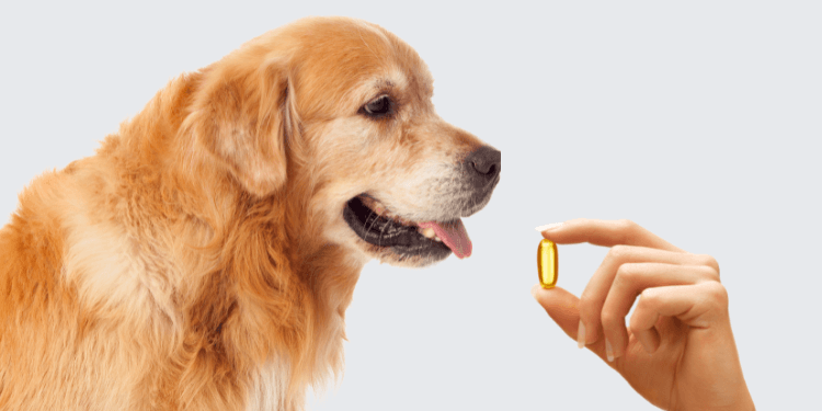 suplements for senior dog suplements for senior dog