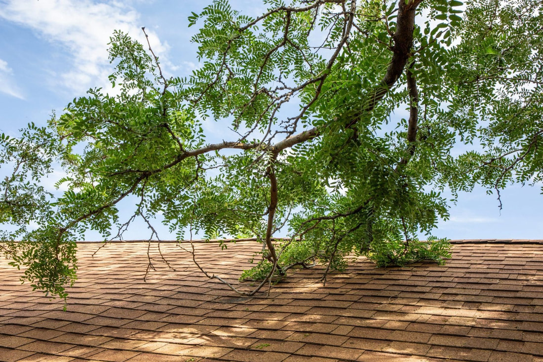  Why Should You Not Ignore Overgrown Trees?