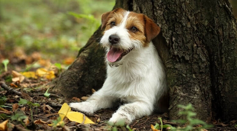  Tips for Finding Harmony Between Tree Health and Pet Happiness