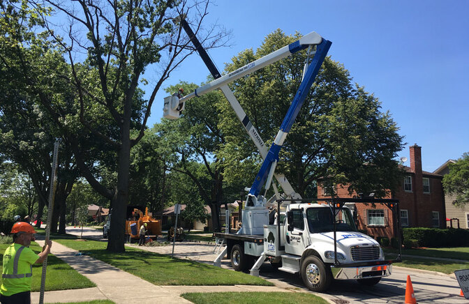 Trimming Those Tall Trees!  Trimming Those Tall Trees!