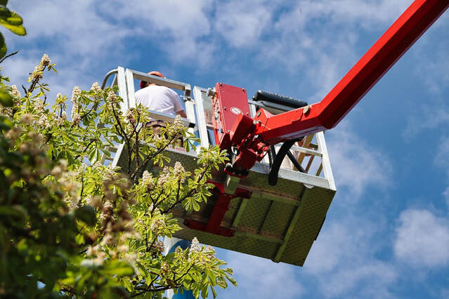 What Has Changed Recently in Tree Care?  What Has Changed Recently in Tree Care?