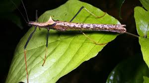 Bugs that Stays in or Nearby your Tree