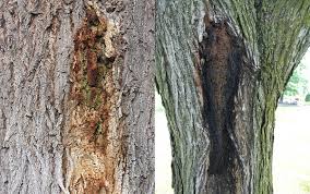 Different Sickness that harms trees