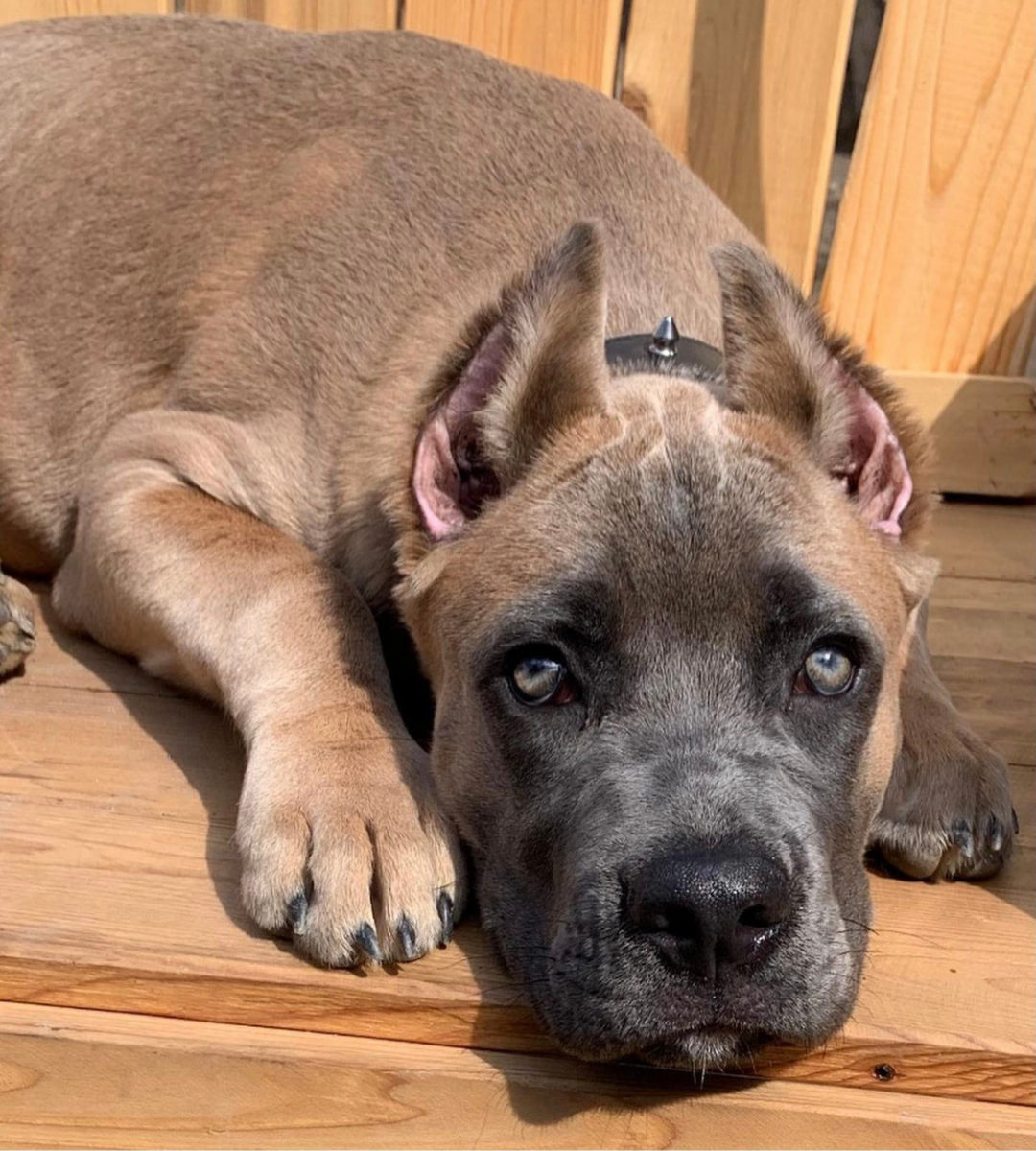 formentino cane corso puppies