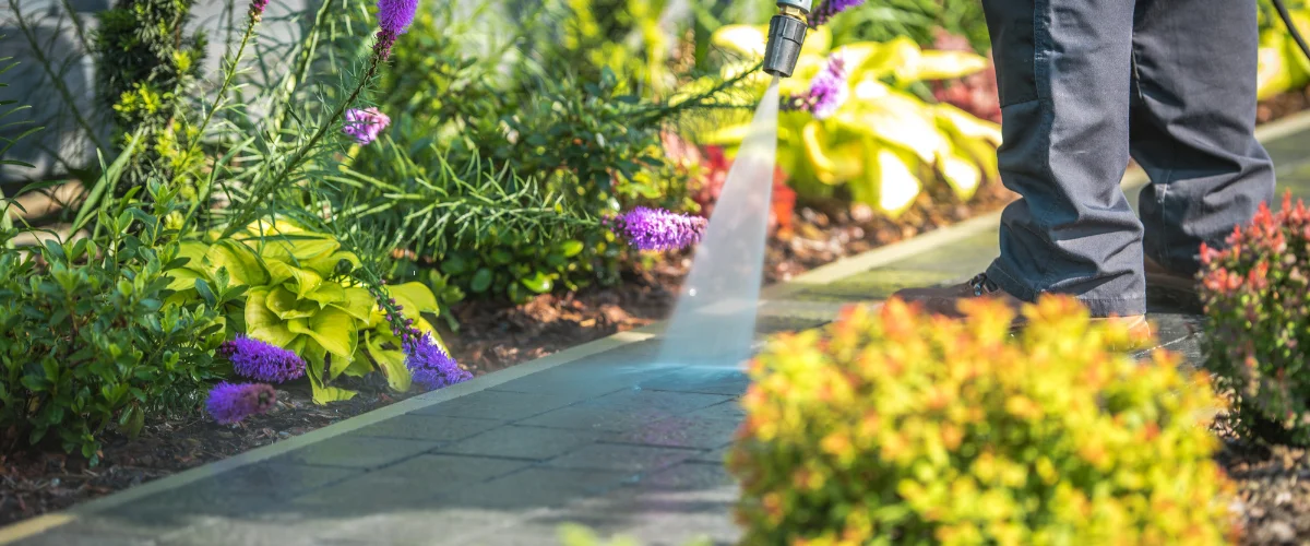 Professional sidewalk pressure washing removing dirt and stains near garden plants Professional sidewalk pressure washing removing dirt and stains near garden plants