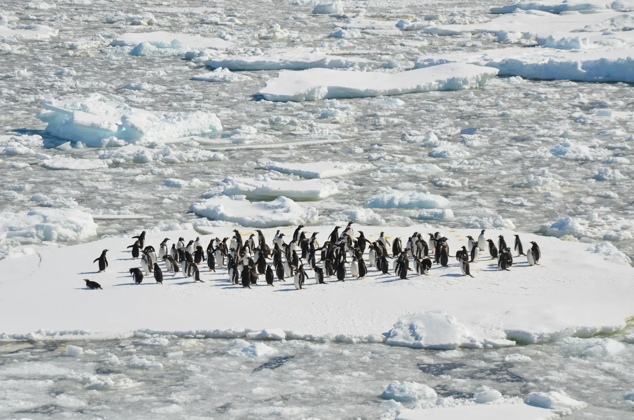 Antarctica Penguins
