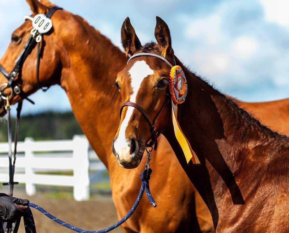 Horse breeding with intent Horse breeding with intent