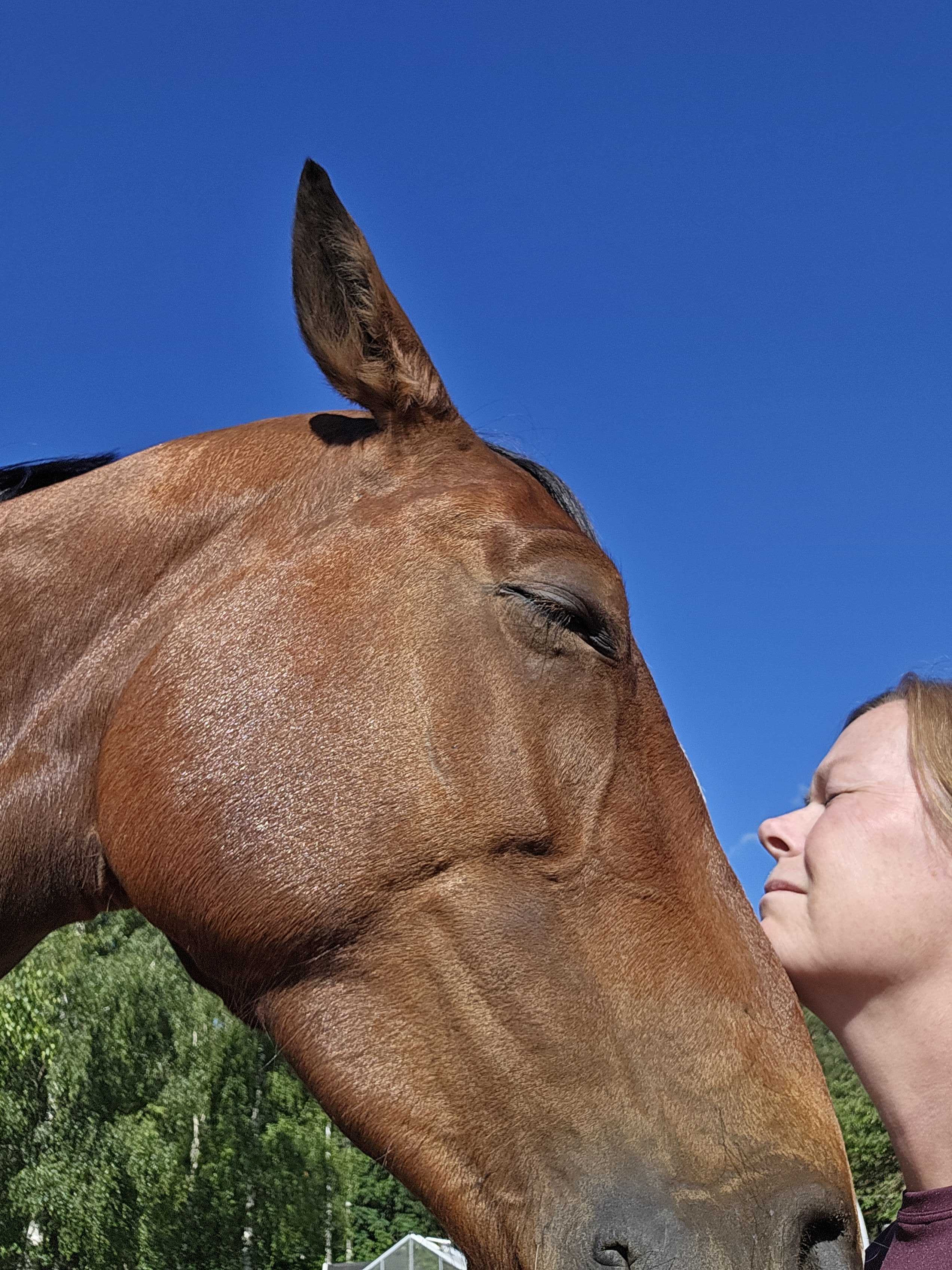 Serenity between horse and man