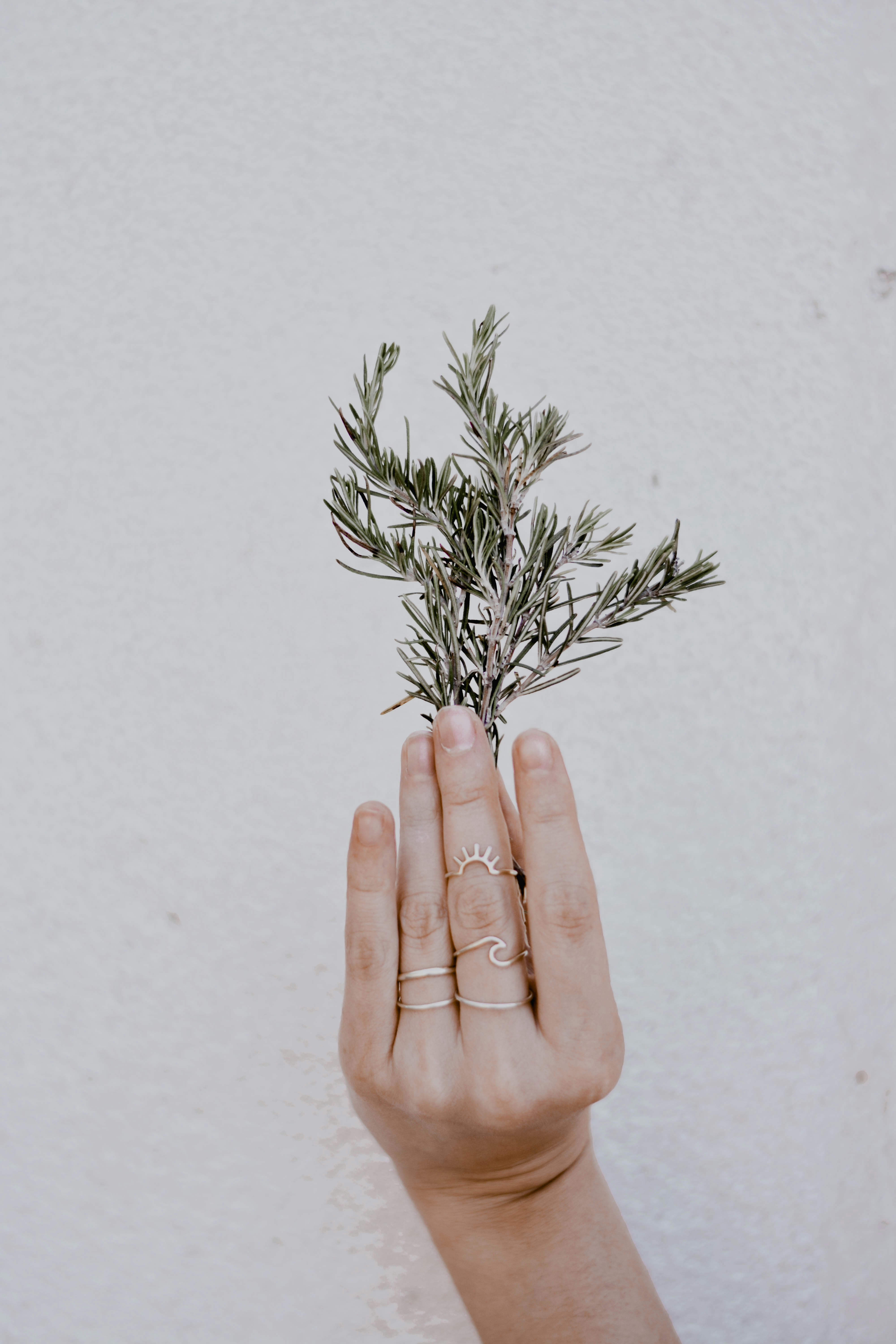 rosemary rosemary