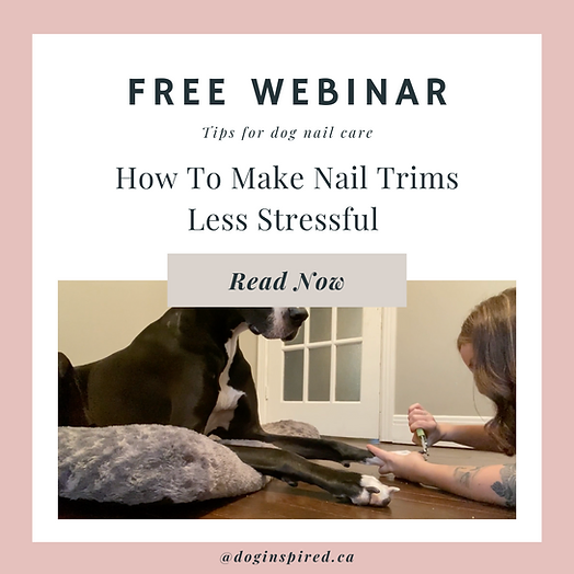 Want to learn on how to make nail trims less stressful for your dog? 