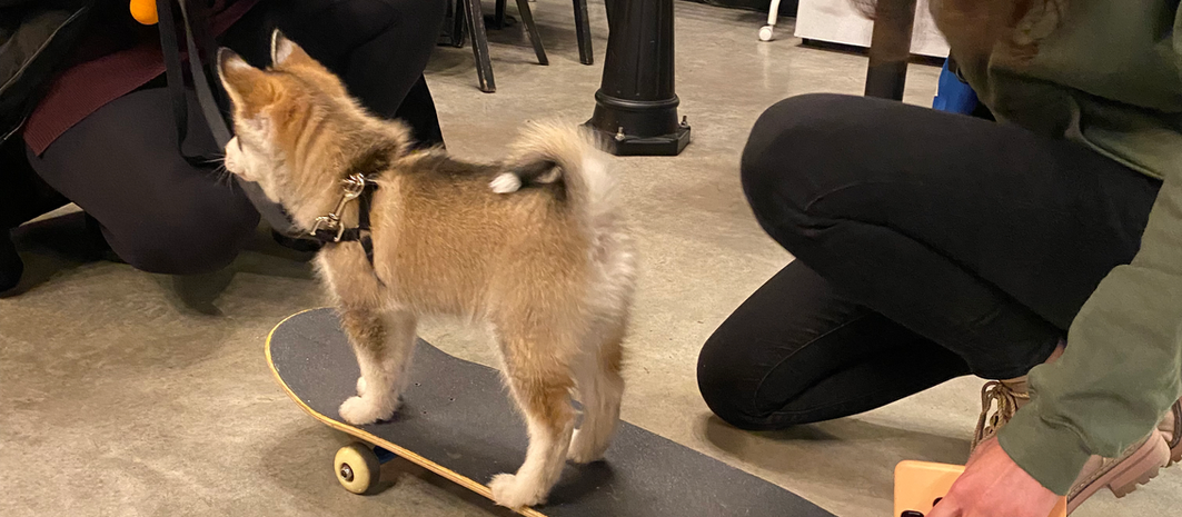 To Puppy Class, Or Not To Puppy Class To Puppy Class, Or Not To Puppy Class