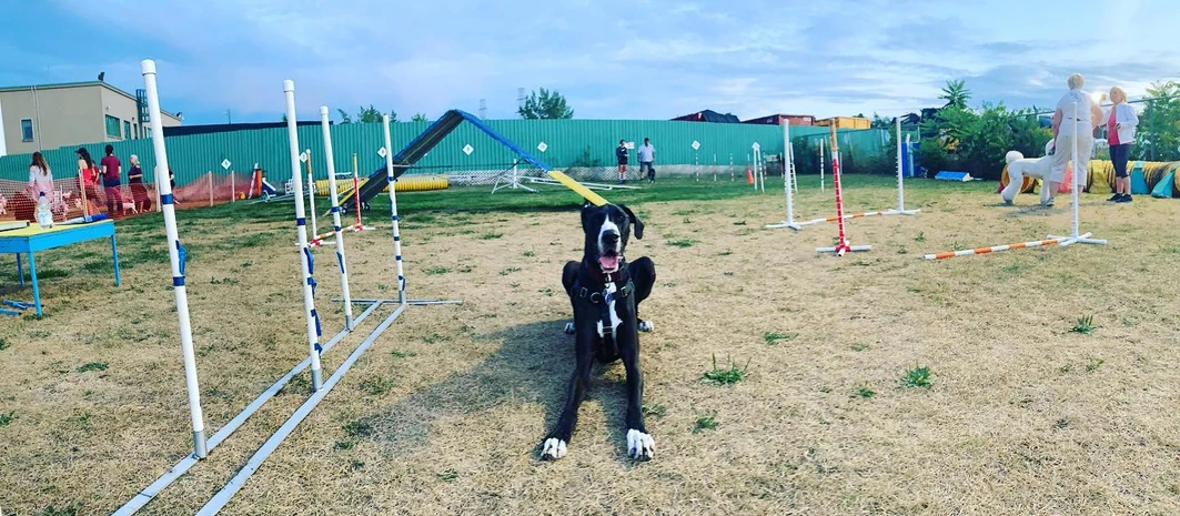New Year! New you and a happy dog! New Year! New you and a happy dog!