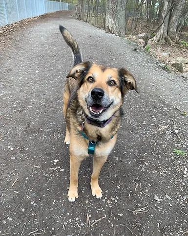New Year! New you and a happy dog! New Year! New you and a happy dog!
