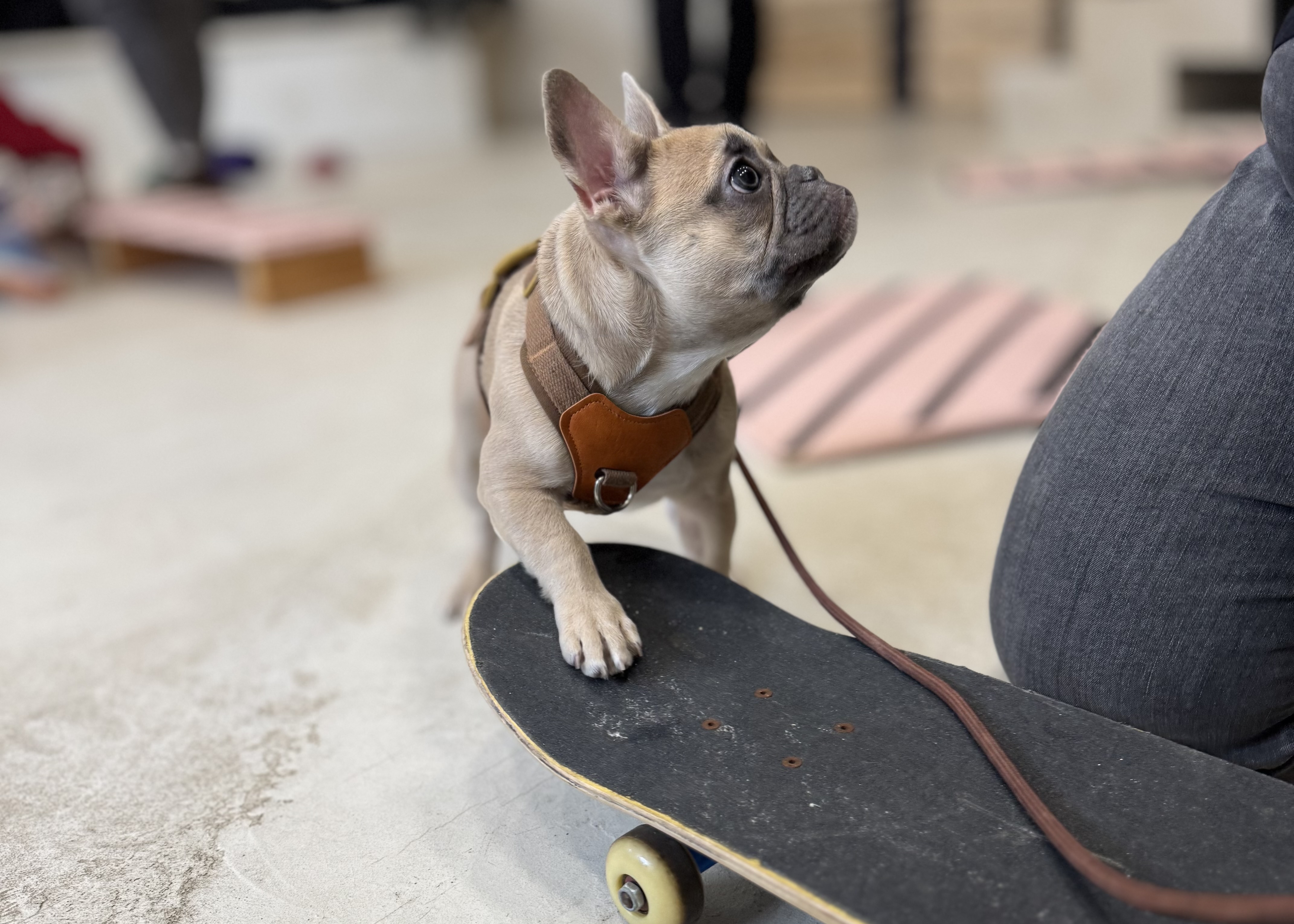 <h3>Puppy Social</h3>