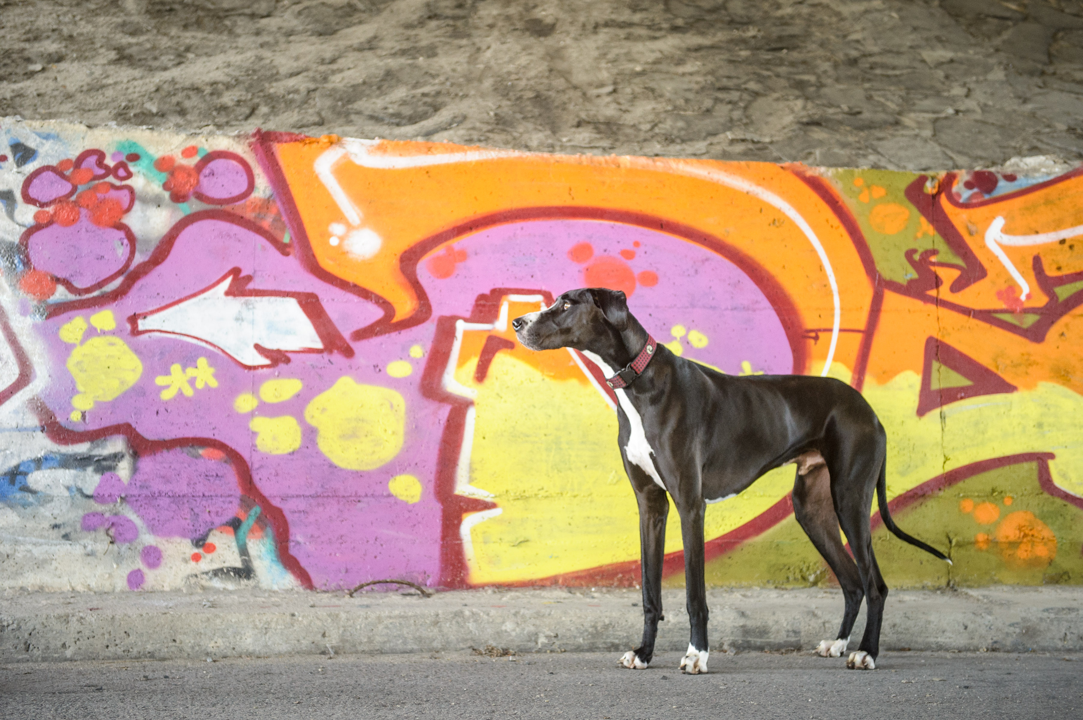 <h3>Teen Pup Class</h3>