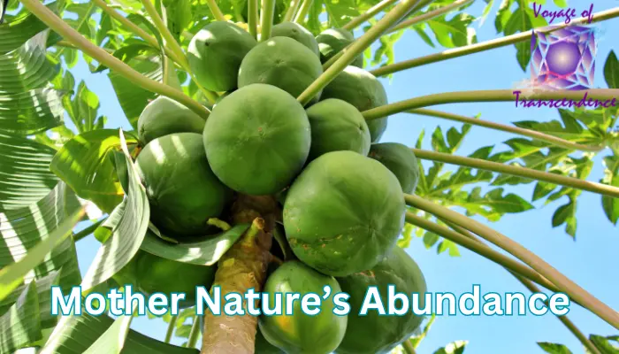 Gratitude for Abundance