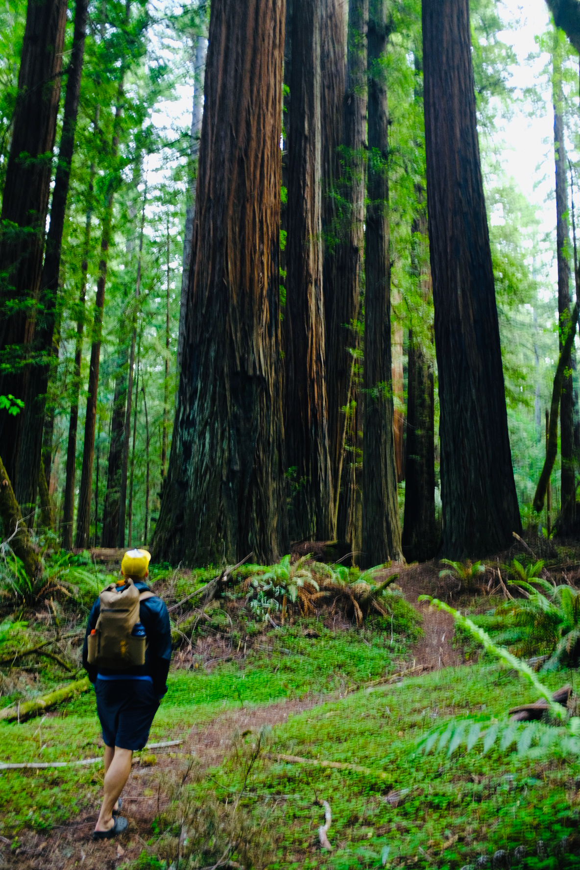 trees trees