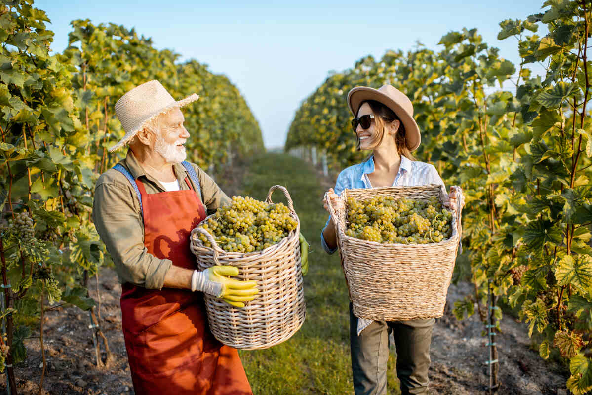 wine-pairing-guide-summer-salads-light-seafood-sauvignon-blanc wine-pairing-guide-summer-salads-light-seafood-sauvignon-blanc