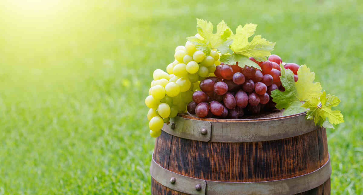 wine-pairing-guide-for-chardonnay-vs-sauvignon-expert-recommendations wine-pairing-guide-for-chardonnay-vs-sauvignon-expert-recommendations