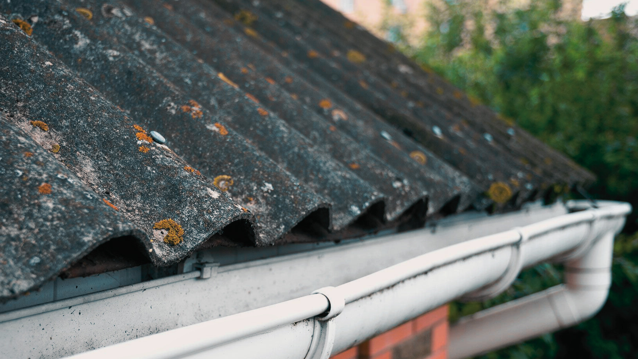 Roofing Concerns_Moss and Mold Growth