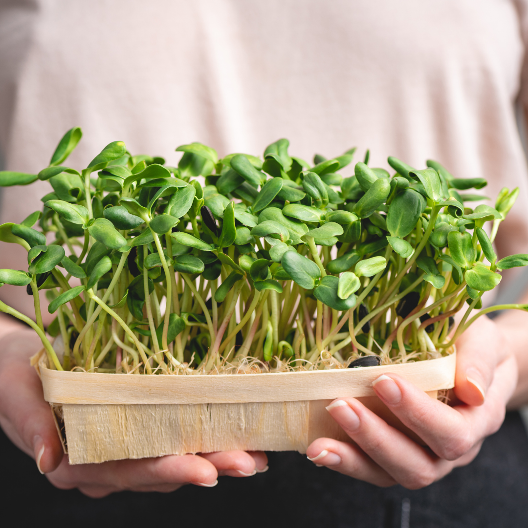 Broccoli Microgreens