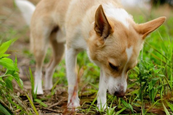 dog sniffing the ground dog sniffing the ground