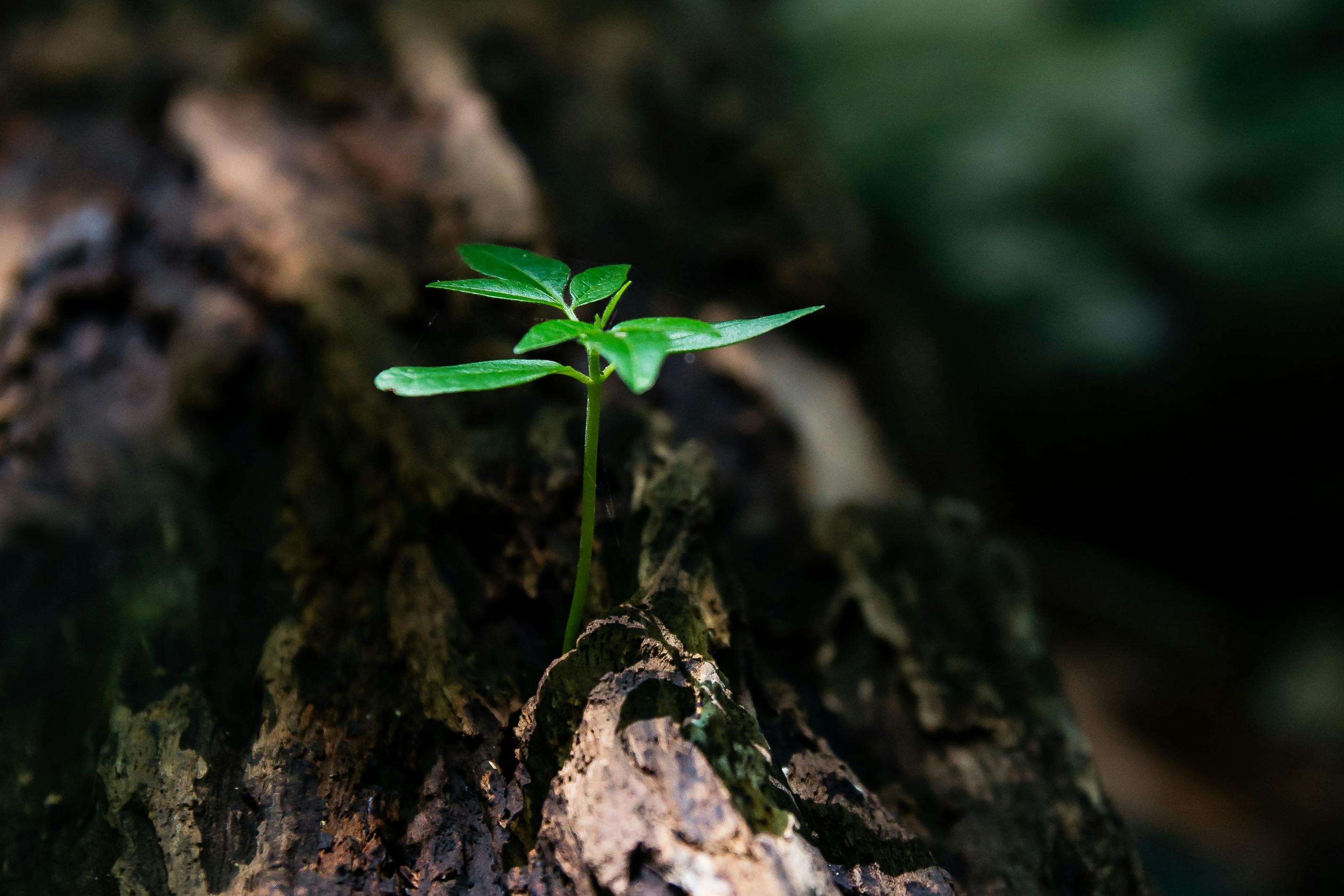 4 Key Steps to Building Resiliency in Your Team